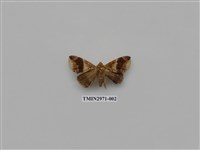 藏品(夜蛾353)的圖片